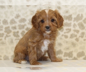 Cavapoo Puppy for sale in DENVER, PA, USA