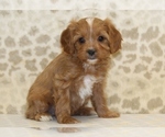 Image preview for Ad Listing. Nickname: Honey