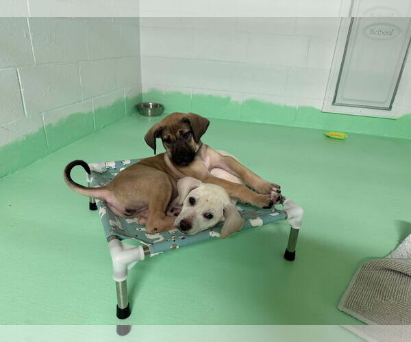 Medium Photo #17 Anatolian Shepherd-Rhodesian Ridgeback Mix Puppy For Sale in Higley, AZ, USA