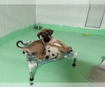 Small #16 Anatolian Shepherd-Rhodesian Ridgeback Mix