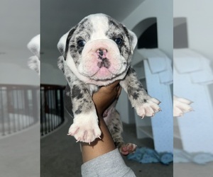 English Bulldog Puppy for sale in DESOTO, TX, USA