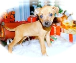 Small Photo #1 Chin-Pin-Unknown Mix Puppy For Sale in HAMMOND, IN, USA