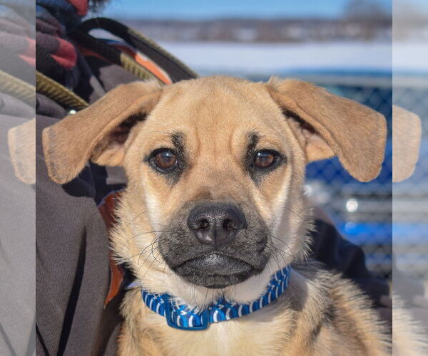 Medium Photo #1 Doberman Pinscher-Pug Mix Puppy For Sale in Huntley, IL, USA
