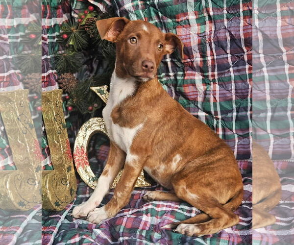 Medium Photo #5 Dachshund-Vizsla Mix Puppy For Sale in Wakefield, RI, USA