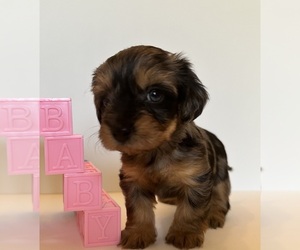 Yorkshire Terrier Puppy for Sale in CHICAGO HEIGHTS, Illinois USA