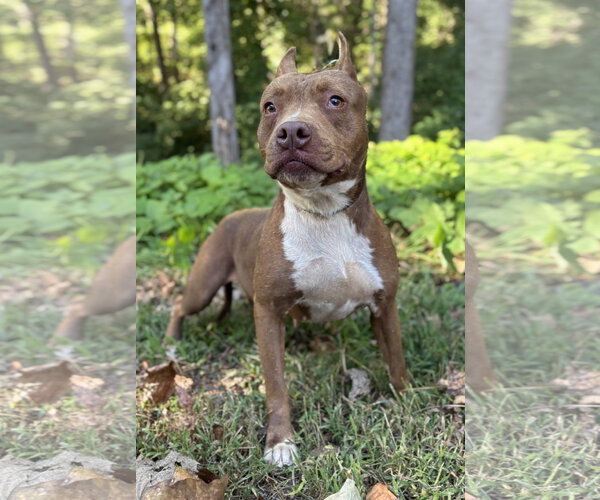 Medium Photo #4 Mutt Puppy For Sale in Clarkesville, GA, USA