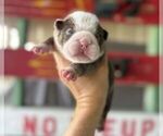 Small #1 Bulldog