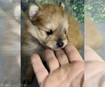 Small Photo #6 Pomeranian Puppy For Sale in AZLE, TX, USA