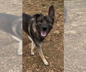 German Shepherd Dog-Unknown Mix Dogs for adoption in Brewster, NY, USA