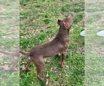 Puppy Browny American Bully