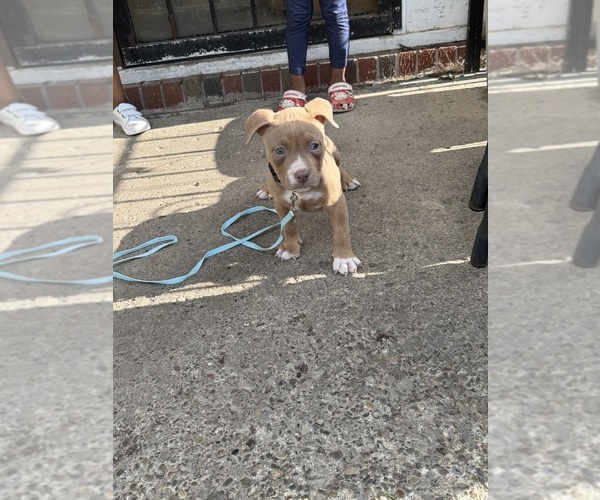Medium Photo #3 American Bully Puppy For Sale in BUFFALO, NY, USA