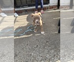 Small #2 American Bully