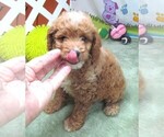 Small #3 Cavapoo