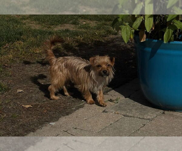 Medium Photo #2 Mutt Puppy For Sale in Wheaton, IL, USA