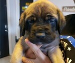 Small Photo #8 Mastiff Puppy For Sale in HESPERIA, CA, USA