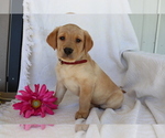 Small Photo #1 Labrador Retriever Puppy For Sale in SHILOH, OH, USA