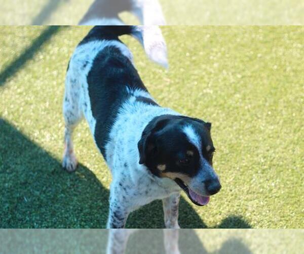 Medium Photo #1 Mutt Puppy For Sale in Grand Prairie, TX, USA