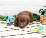 Small #6 Labrador Retriever