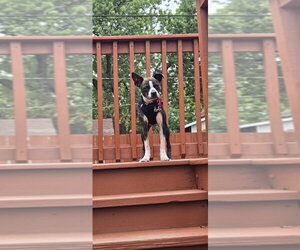 Turnip - Male Boston Terrier-Unknown Mix Dog for Adoption - Photo #11