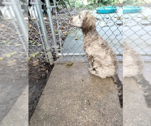 Cockapoo (Miniature) Puppy for sale in BALTIMORE, MD, USA