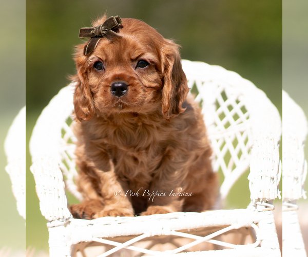 Medium Photo #2 Cavalier King Charles Spaniel Puppy For Sale in WARSAW, IN, USA