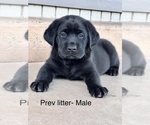 Litter of 7 - Male(s) and Female(s) Labrador RetrieverLitter of Puppies for Sale - Photo #12