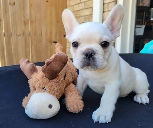 Medium Photo #1 French Bulldog Puppy For Sale in CORSICANA, TX, USA