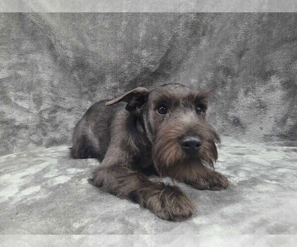 Medium Photo #1 Mutt Puppy For Sale in Lincolnwood, IL, USA