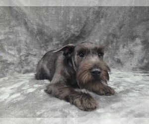 Mutt Dogs for adoption in Lincolnwood, IL, USA