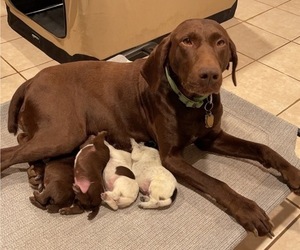 Mother of the German Shorthaired Pointer puppies born on 05/23/2022
