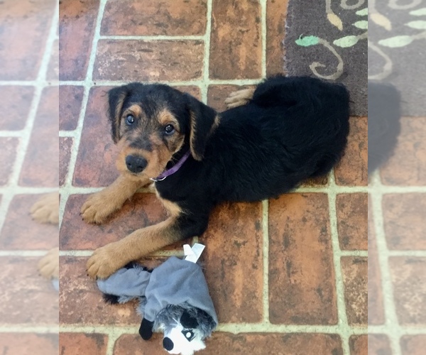 Medium Photo #3 Airedale Terrier Puppy For Sale in TIMMONSVILLE, SC, USA