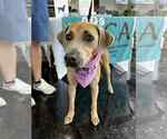 Small #1 Black Mouth Cur-Weimaraner Mix