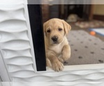 Small #22 Labrador Retriever