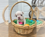 Puppy Pearl French Bulldog