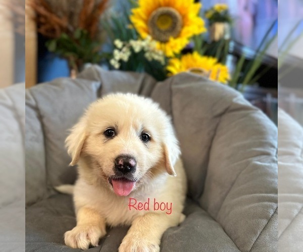 Medium Photo #1 Great Pyrenees Puppy For Sale in COTTONWOOD, CA, USA