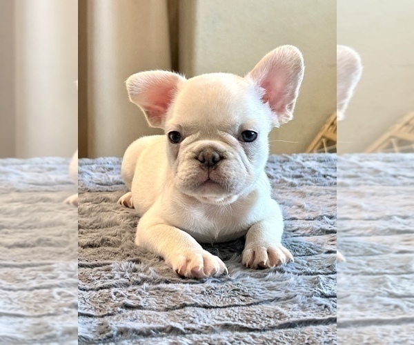 Medium Photo #5 French Bulldog Puppy For Sale in WEST HOLLYWOOD, CA, USA