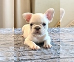 Small #4 French Bulldog