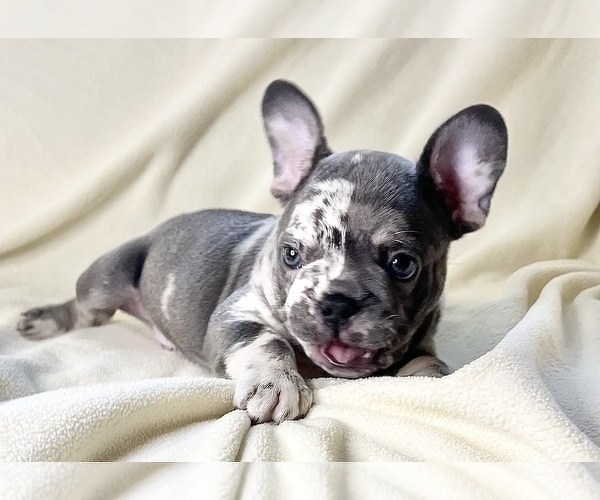 Medium Photo #5 French Bulldog Puppy For Sale in STATEN ISLAND, NY, USA