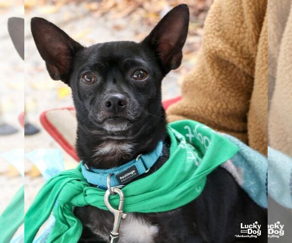 Medium Photo #5 Chihuahua-Unknown Mix Puppy For Sale in Washington, DC, USA