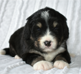 Bernedoodle Puppy for sale in MILLERSBURG, OH, USA