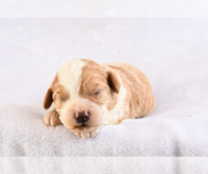 Bernedoodle Puppy for sale in SLIGO, PA, USA