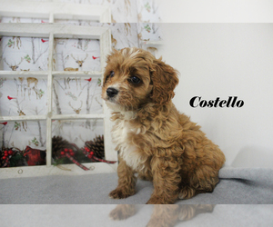 Cavapoo Puppy for sale in CHANUTE, KS, USA