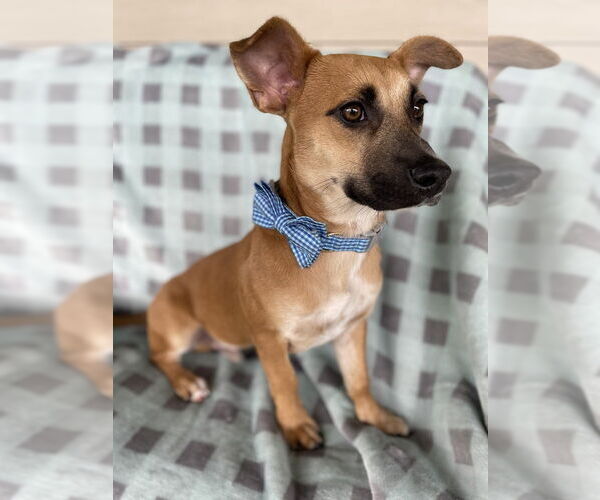 Medium Photo #3 Dachsador Puppy For Sale in Brewster, NY, USA