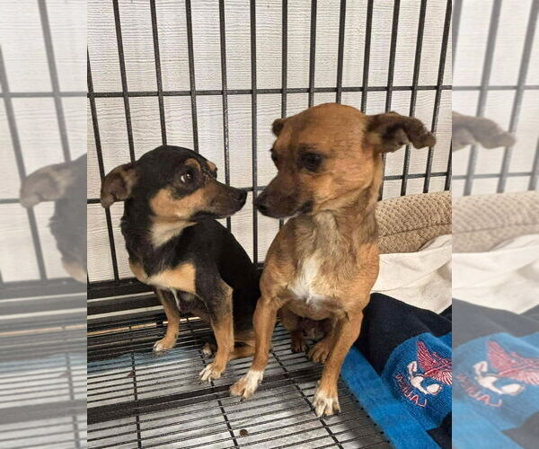 Medium Photo #3 Chihuahua-Unknown Mix Puppy For Sale in Grafton, WI, USA