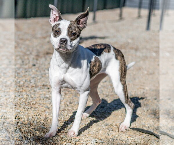 Medium Photo #3 Boston Terrier-Unknown Mix Puppy For Sale in Hilton Head, SC, USA