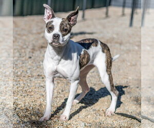 Shenzi - Female Boston Terrier-Unknown Mix Dog for Adoption - Photo #3