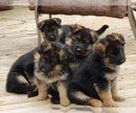 Small Photo #14 German Shepherd Dog Puppy For Sale in LOUISA, VA, USA