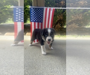 Australian Shepherd Puppy for sale in CALHOUN, GA, USA