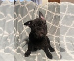 Small Photo #9 Faux Frenchbo Bulldog-French Bulldog Mix Puppy For Sale in HOODSPORT, WA, USA