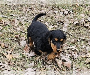 Dachshund Puppy for sale in CLARK, MO, USA
